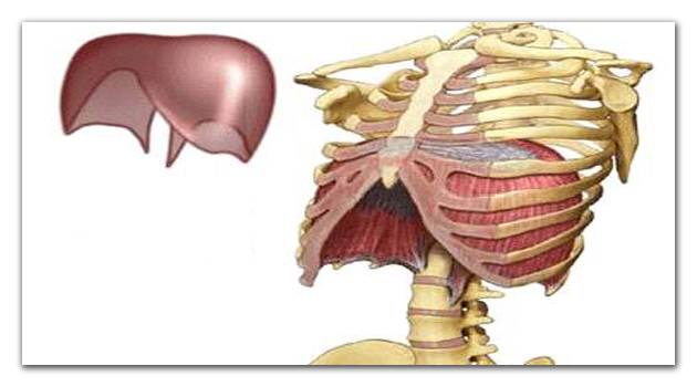 Treinamento da Musculatura Respiratória