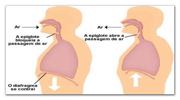 musculatura ventilatória em repouso