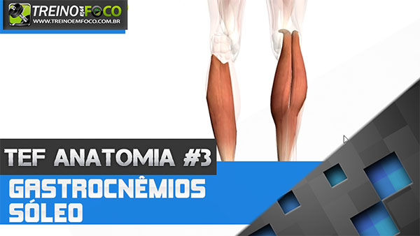 Conheça os músculos Gastrocnêmios lateral e medial, e Sóleo