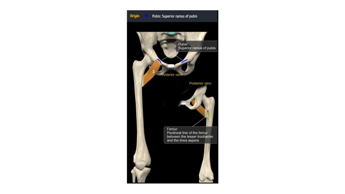 Treino_em_foco_adutores_da_coxa_anatomia