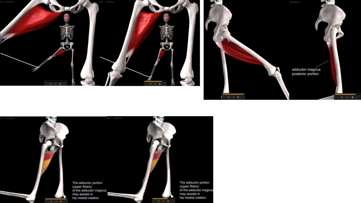 Treino_em_foco_adutores_da_coxa_anatomia