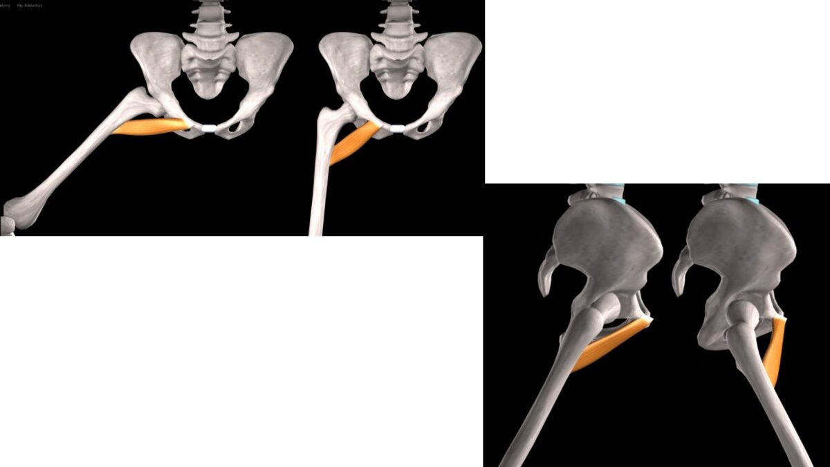 Treino_em_foco_adutores_da_coxa_anatomia