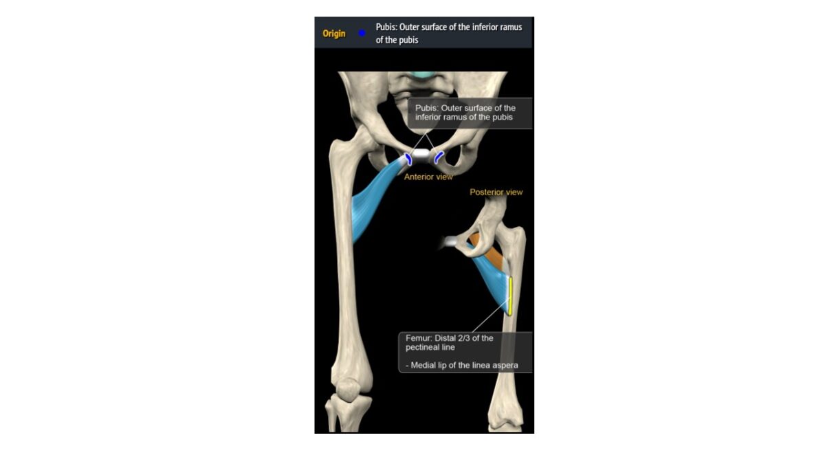 Treino_em_foco_adutores_da_coxa_anatomia