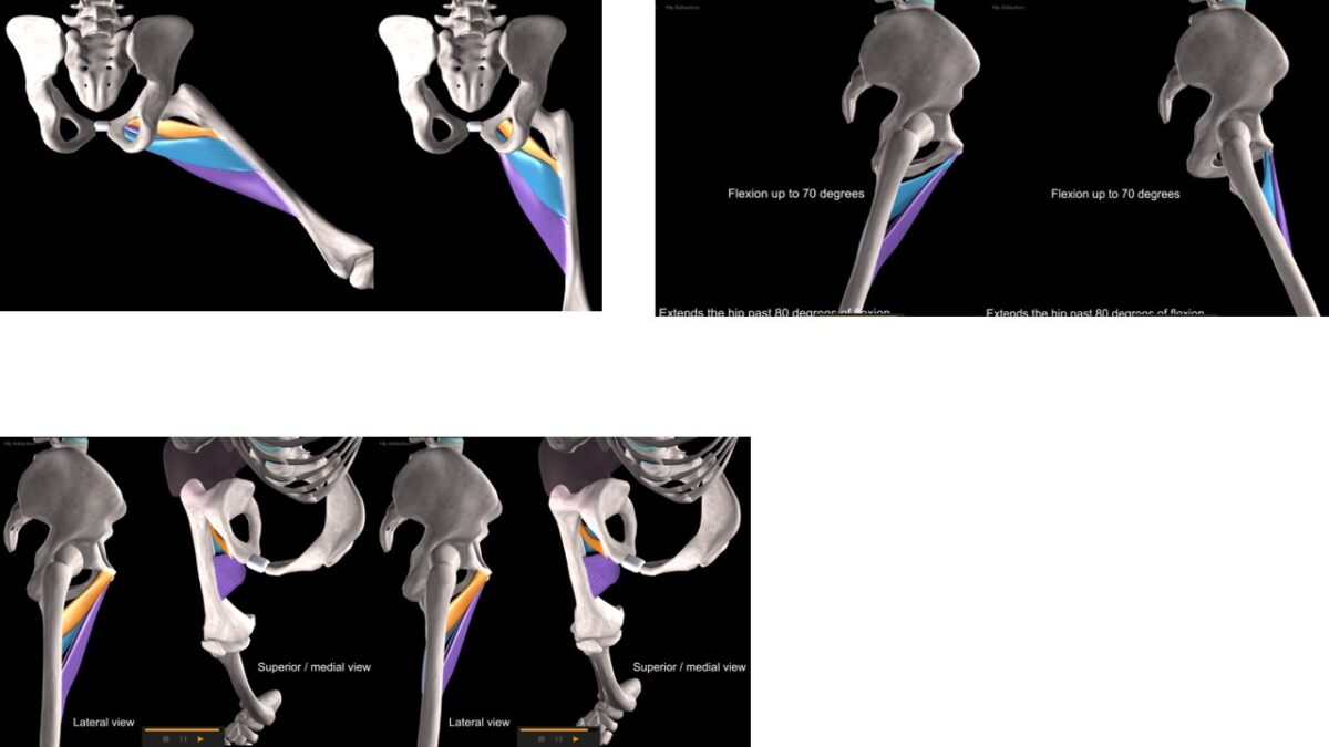 Treino_em_foco_adutores_da_coxa_anatomia