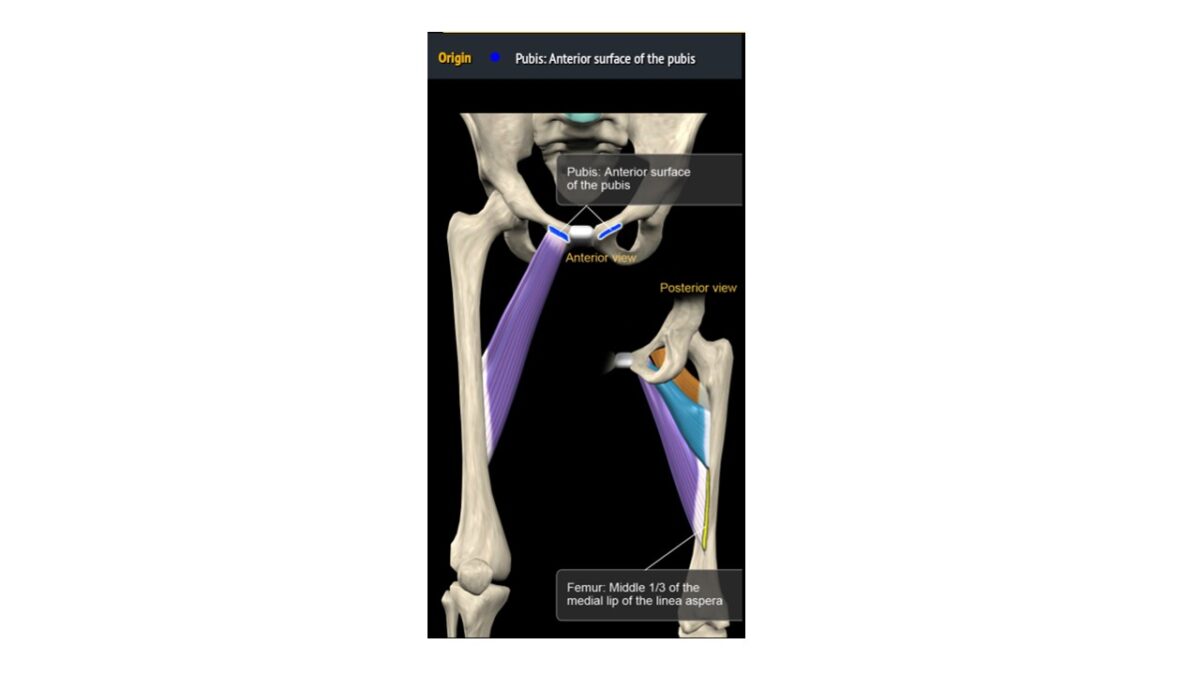 Treino_em_foco_adutores_da_coxa_anatomia