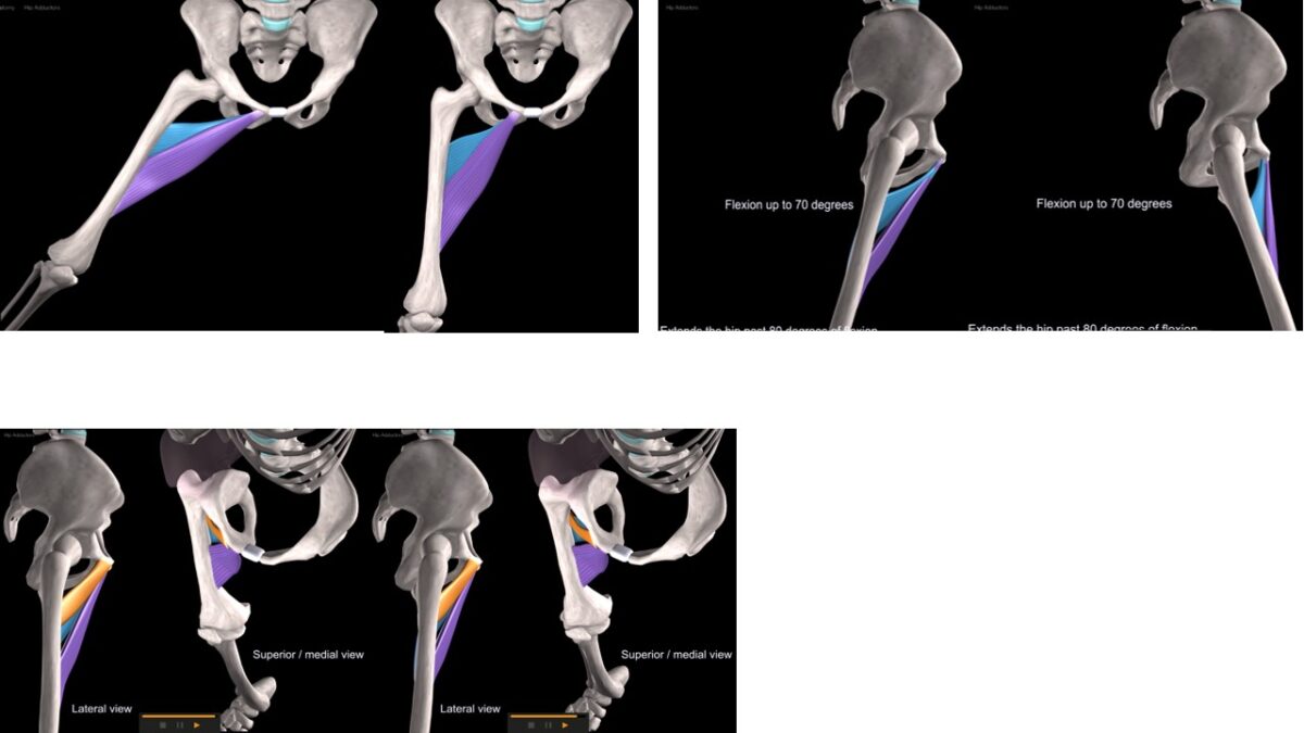 Treino_em_foco_adutores_da_coxa_anatomia