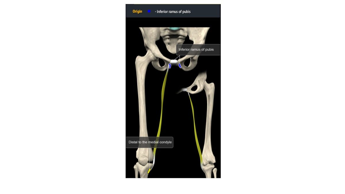 Treino_em_foco_adutores_da_coxa_anatomia