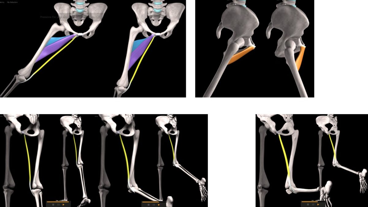 Treino_em_foco_adutores_da_coxa_anatomia