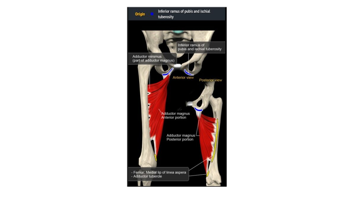 Treino_em_foco_adutores_da_coxa_anatomia