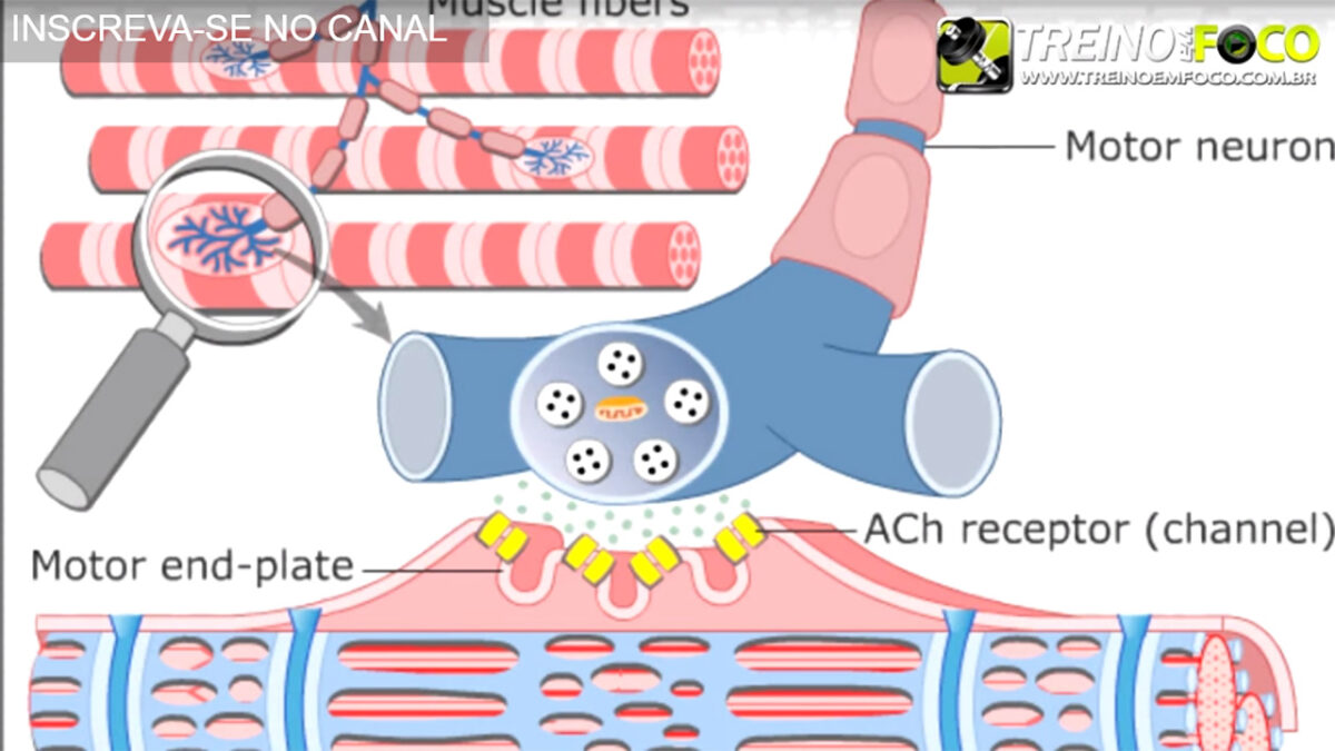 eletromiografia_treino_em_foco_recrutamento_de_unidades_motoras_musculação
