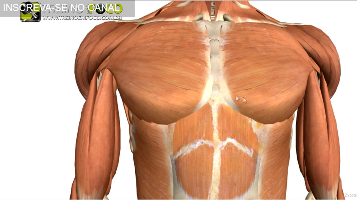 peitoral_maior_peitoral_quadrado_peitoral_arredondado_treino_em_foco_