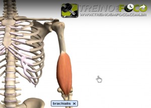 Braquial_músculo_flexor_cotovelo