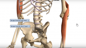 Braquiorradial_músculo_flexor_cotovelo