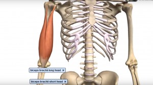 Bíceps_Braquial_músculo