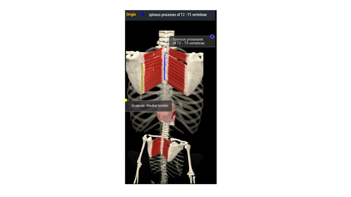 Treino_em_foco_romboides_anatomia_trapézio