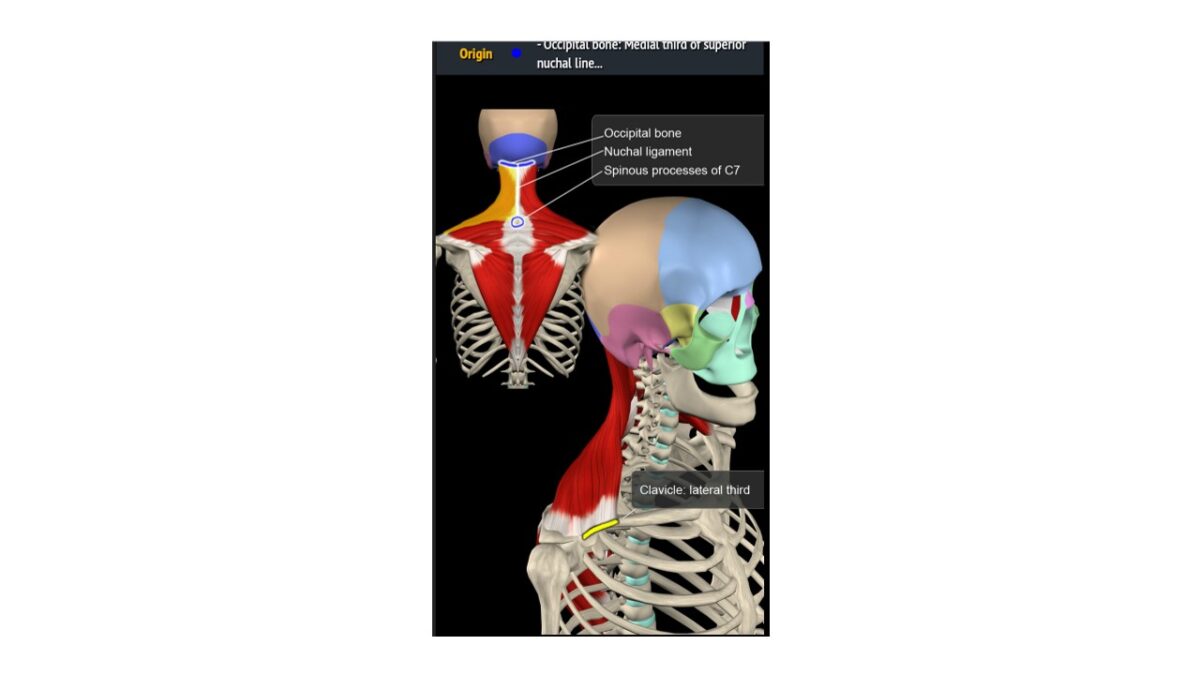 Treino_em_foco_romboides_anatomia_trapézio