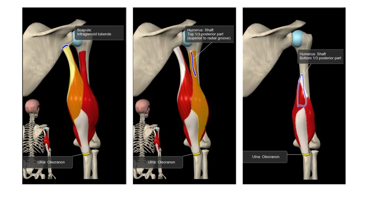 Treino_em_foco_tríceps_braquial_anatomia