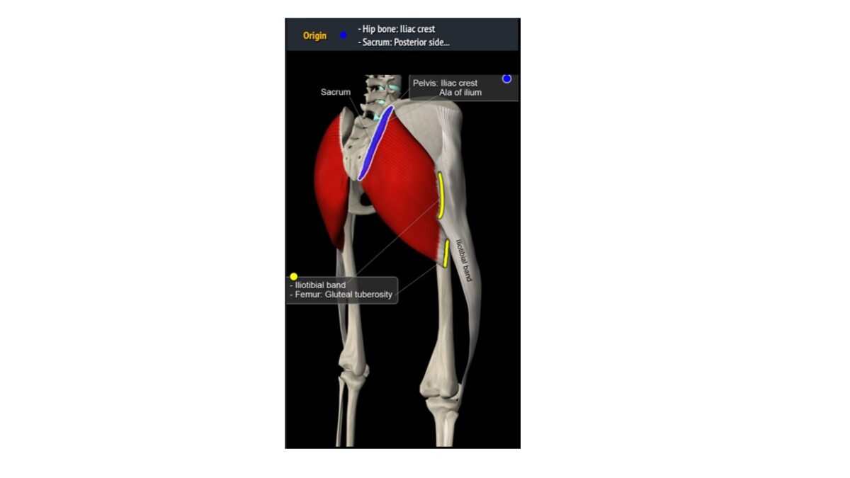 Treino_em_foco_glúteo_máximo_anatomia