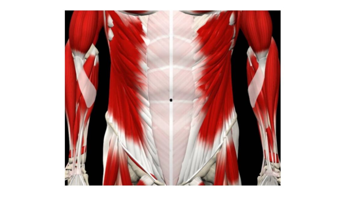 treino_em_foco_anatomia_parede_abdominal