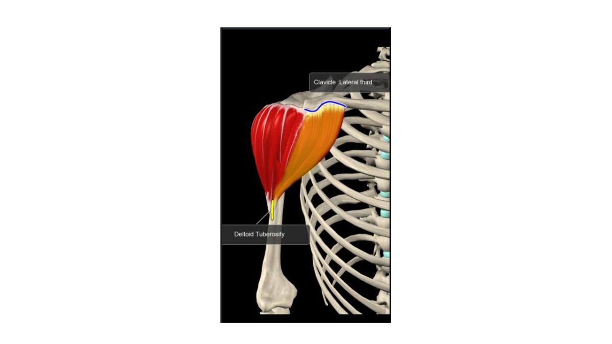 Treino_em_foco_anatomia_deltoide