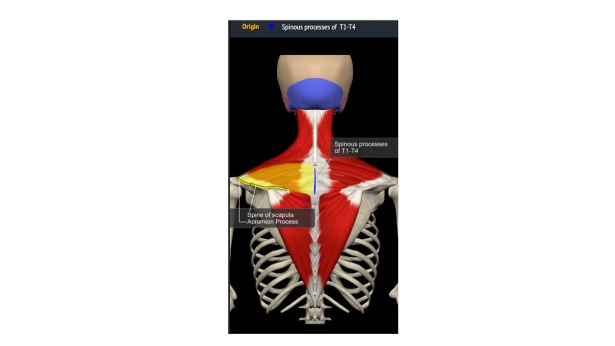 Treino_em_foco_romboides_anatomia_trapézio