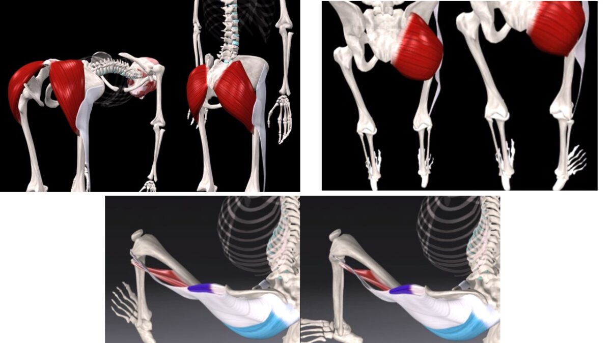 Treino_em_foco_glúteo_máximo_anatomia