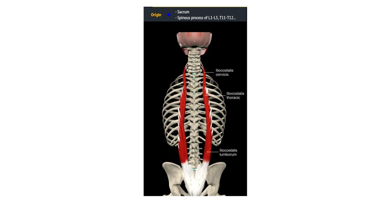 Treino_em_foco_eretores_da_espinha_anatomia