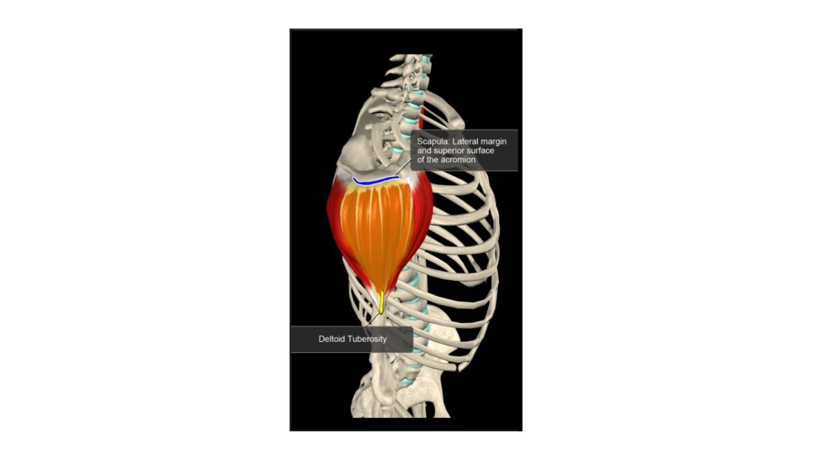 Treino_em_foco_anatomia_deltoide