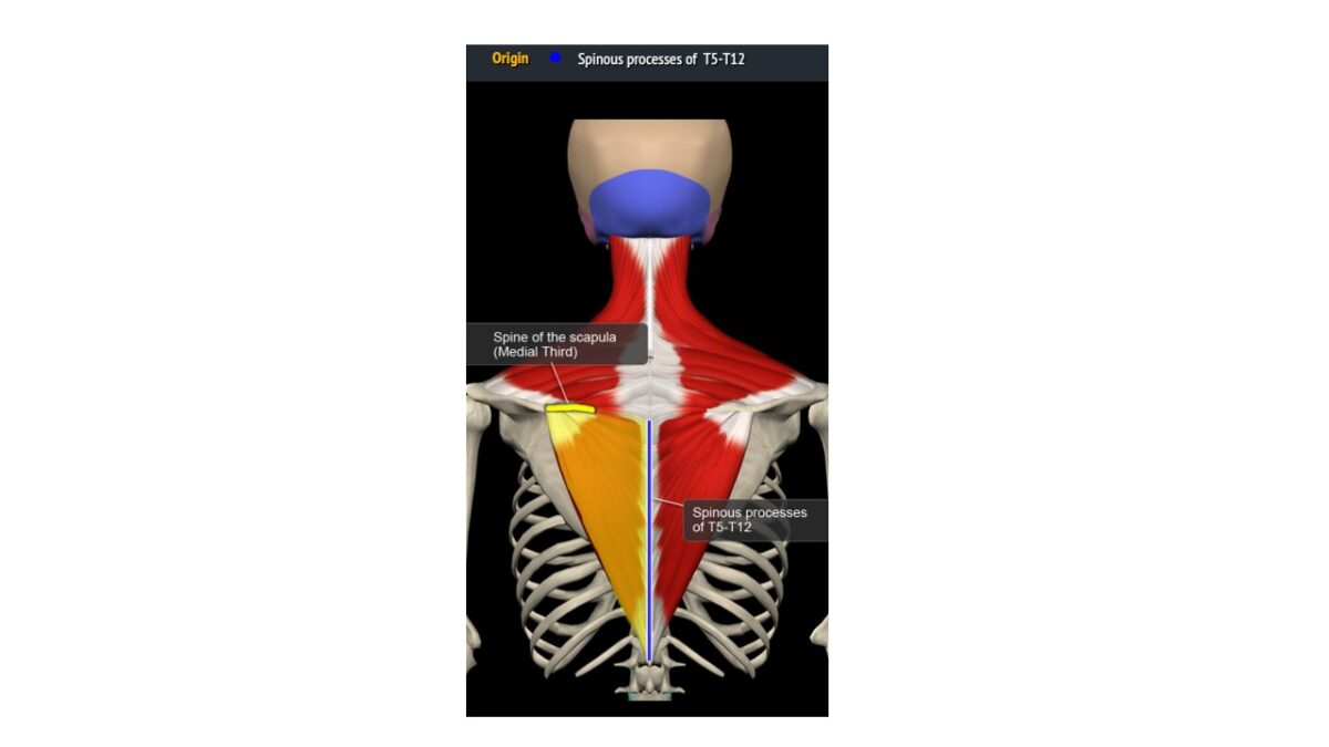 Treino_em_foco_romboides_anatomia_trapézio