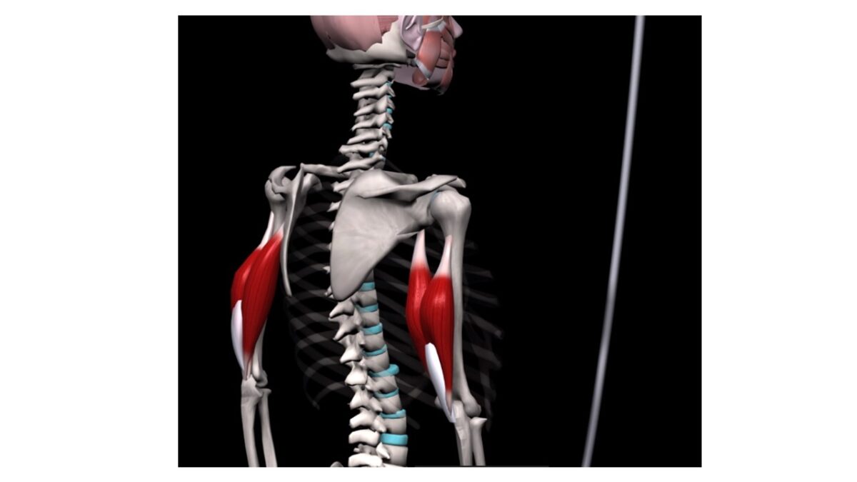 Diferenças entre BÍCEPS e TRÍCEPS! Origem, inserção, inervação e  movimentos! Anatomia 