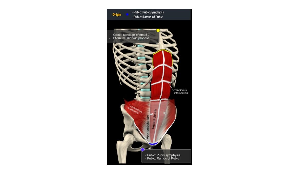 treino_em_foco_anatomia_parede_abdominal