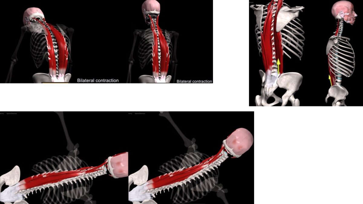 Treino_em_foco_eretores_da_espinha_anatomia