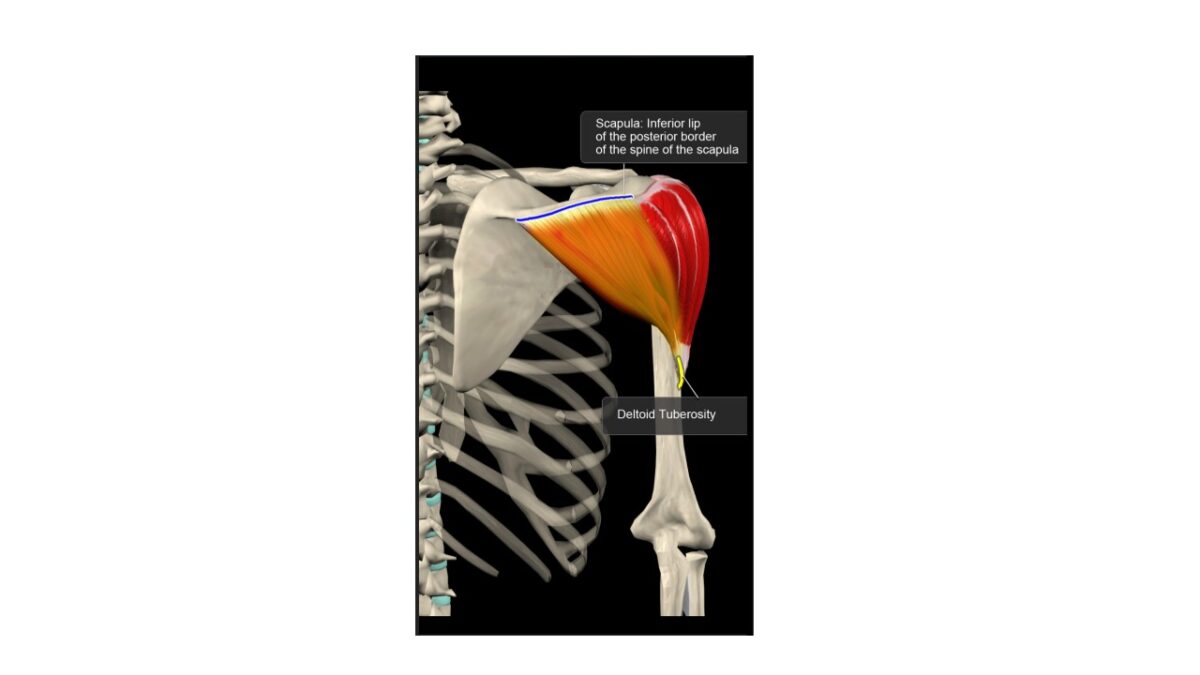 Treino_em_foco_anatomia_deltoide