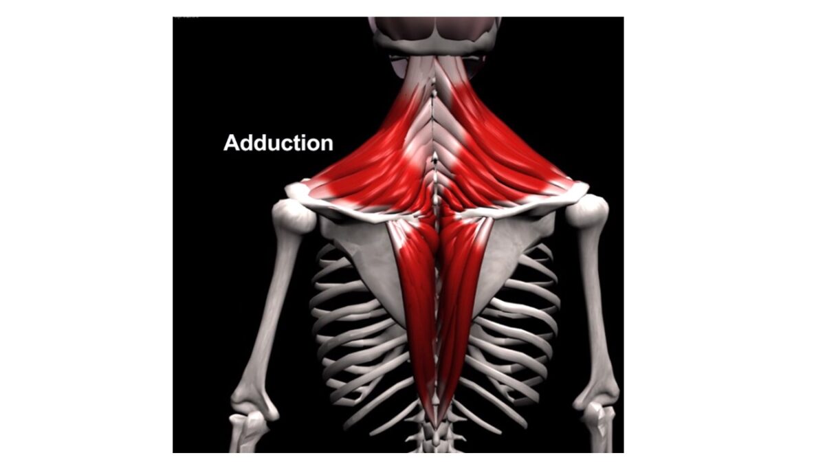 Treino_em_foco_romboides_anatomia_trapézio