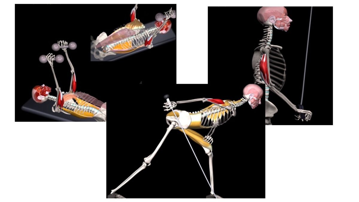 Treino_em_foco_tríceps_braquial_anatomia