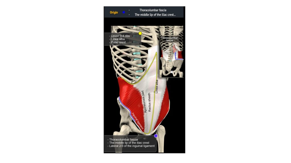 treino_em_foco_anatomia_parede_abdominal