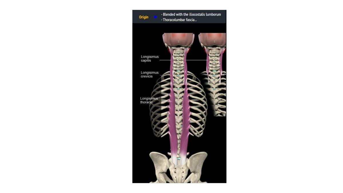 Treino_em_foco_eretores_da_espinha_anatomia