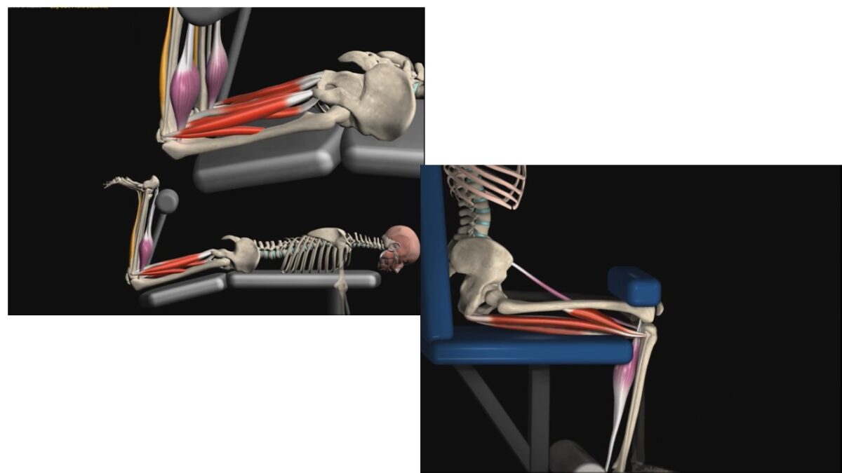 Treino_em_foco_isquiotibiais_posterior_da_coxa