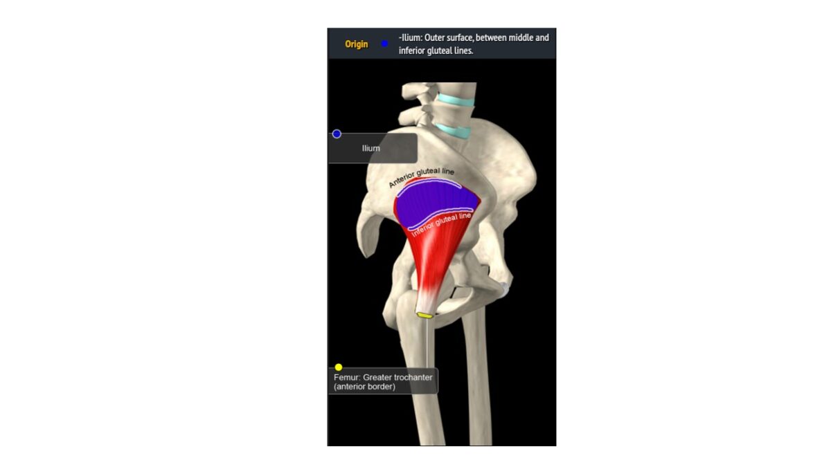 Treino_em_foco_glúteo_máximo_anatomia