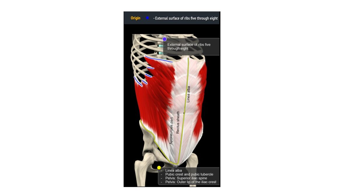 treino_em_foco_anatomia_parede_abdominal