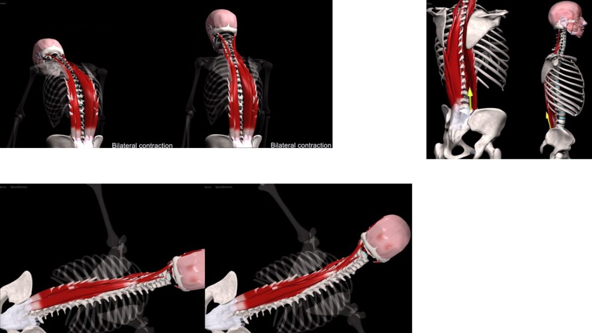 Treino_em_foco_eretores_da_espinha_anatomia