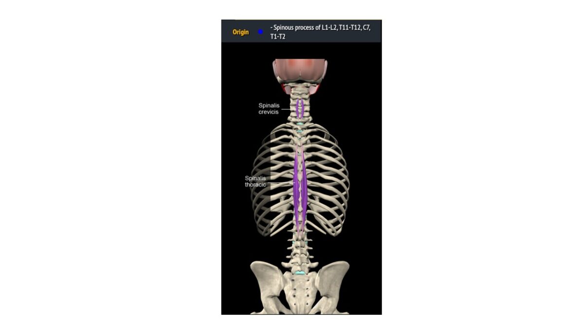 Treino_em_foco_eretores_da_espinha_anatomia