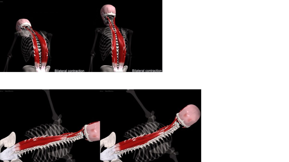 Treino_em_foco_eretores_da_espinha_anatomia