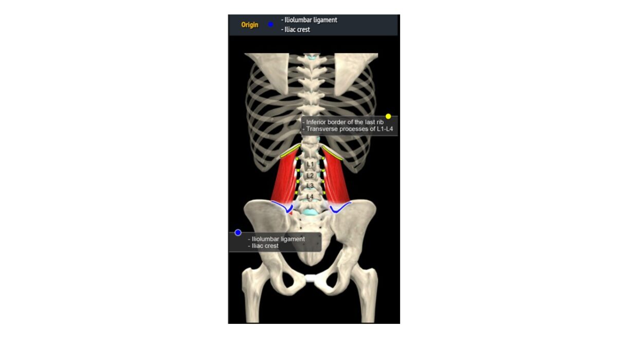 Treino_em_foco_eretores_da_espinha_anatomia