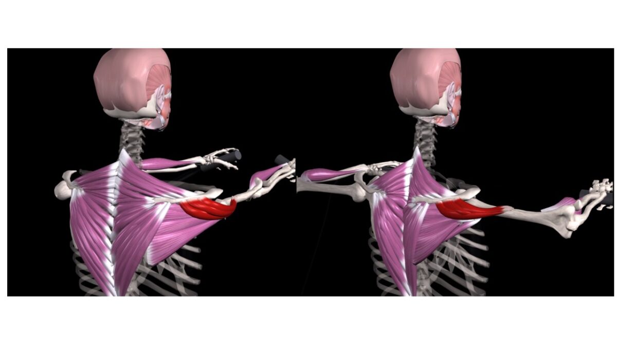 Treino_em_foco_romboides_anatomia_trapézio