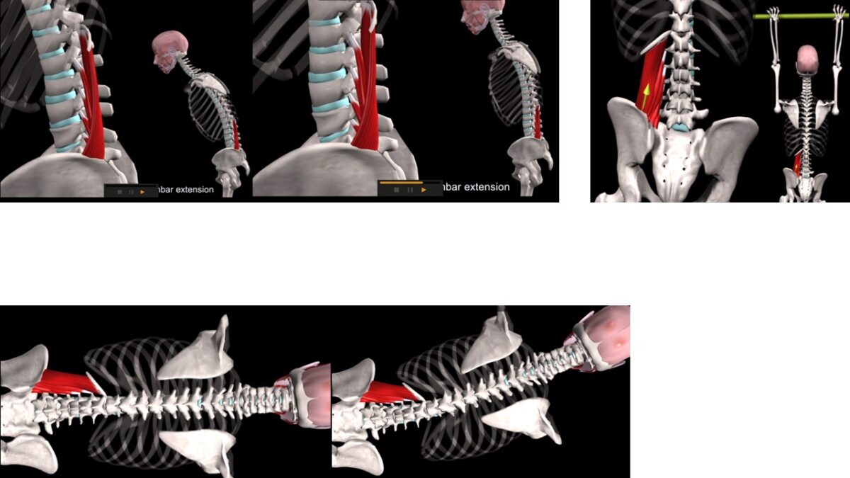 Treino_em_foco_eretores_da_espinha_anatomia