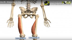 vasto_medial_lateral_músculo_quacríceps