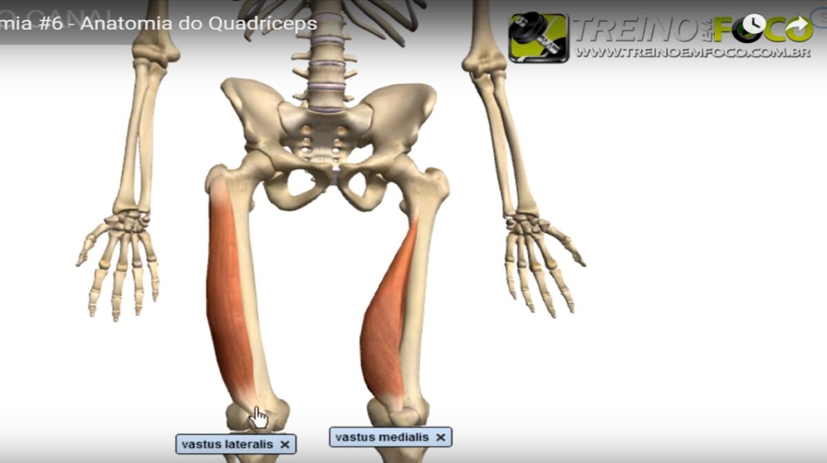 Conheça os músculos que formam o Quadríceps