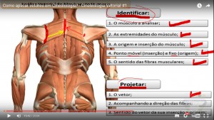 cinesiologia_aplicação_vetores_identificação