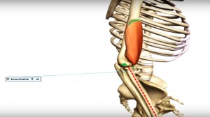 braquial_músculo_cinesiologia_vetor
